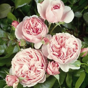 THE ENCHANTRESS (hybrid tea)